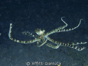 mimic octopus by Afflitti Gianluca 